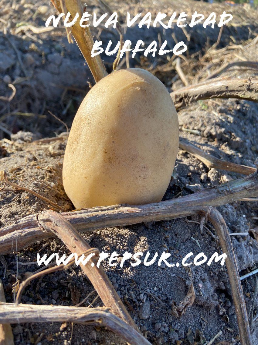 BUFFALO