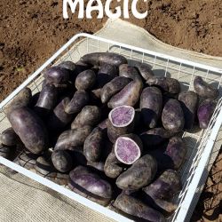 PURPLE MAGIC