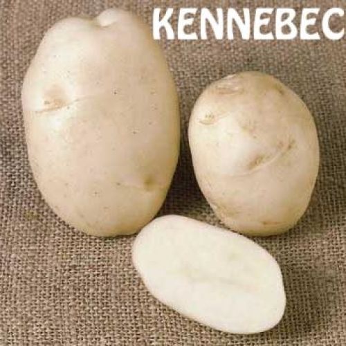 KENNEBEC