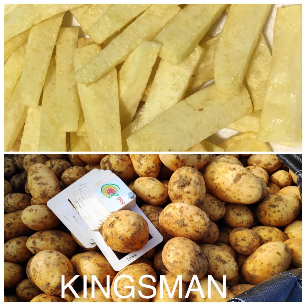 Variedad de patata de siembra KINGSMAN de PEPSUR