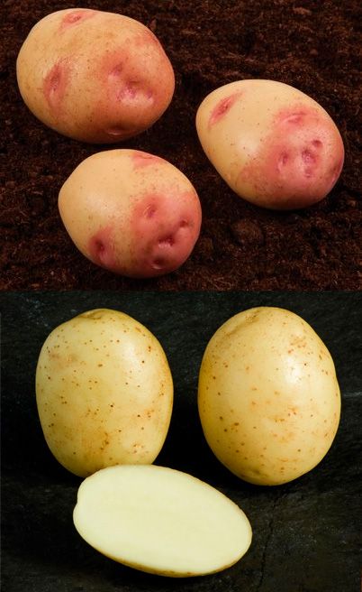Patatas de siembra